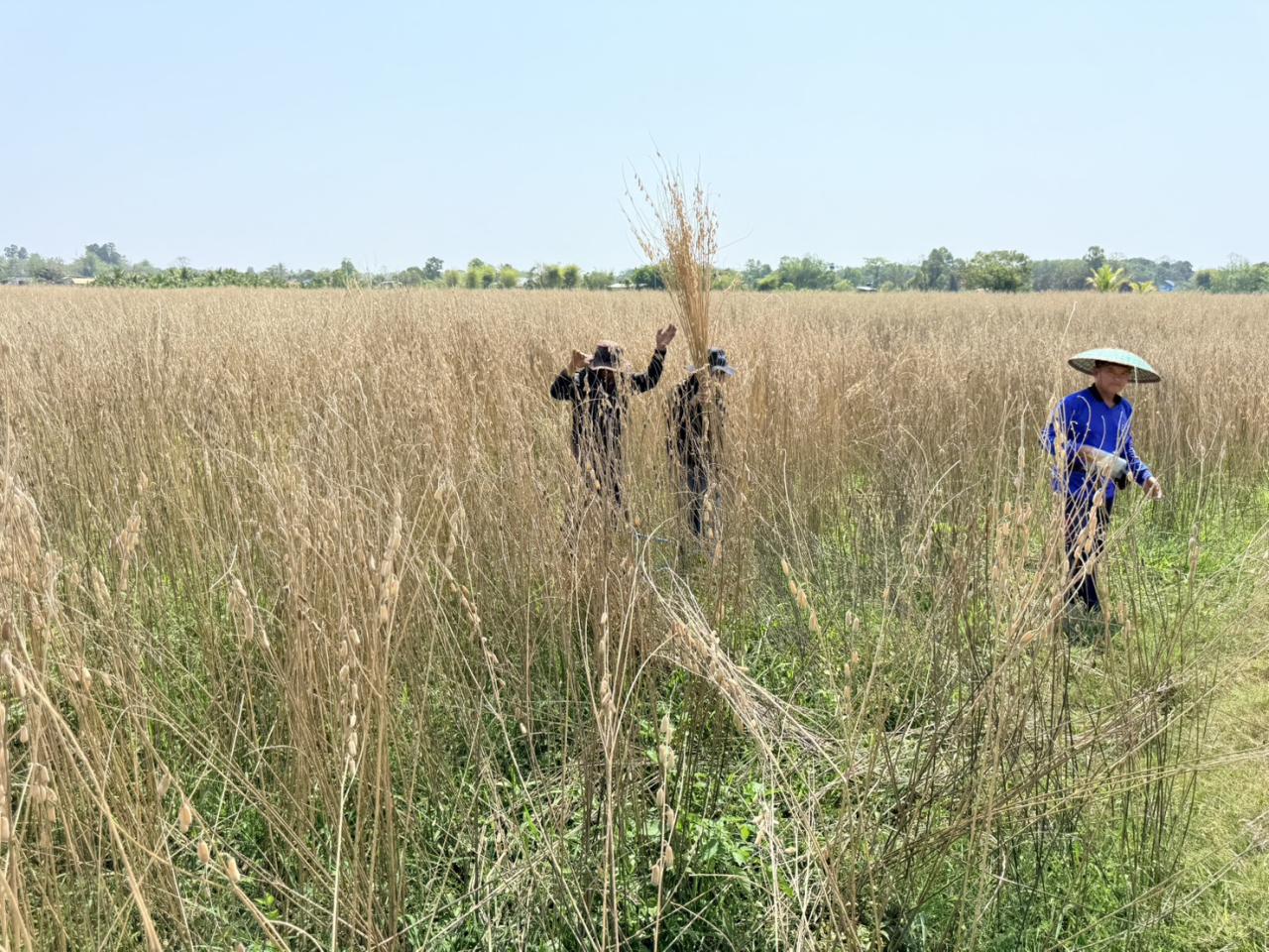 ภาพประกอบที่ 7