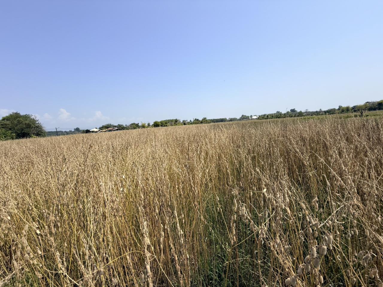 ภาพประกอบที่ 8