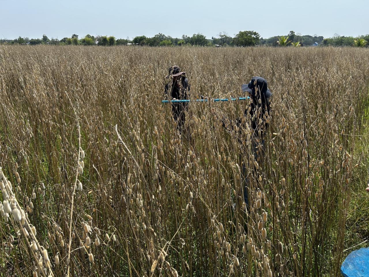 ภาพประกอบที่ 11