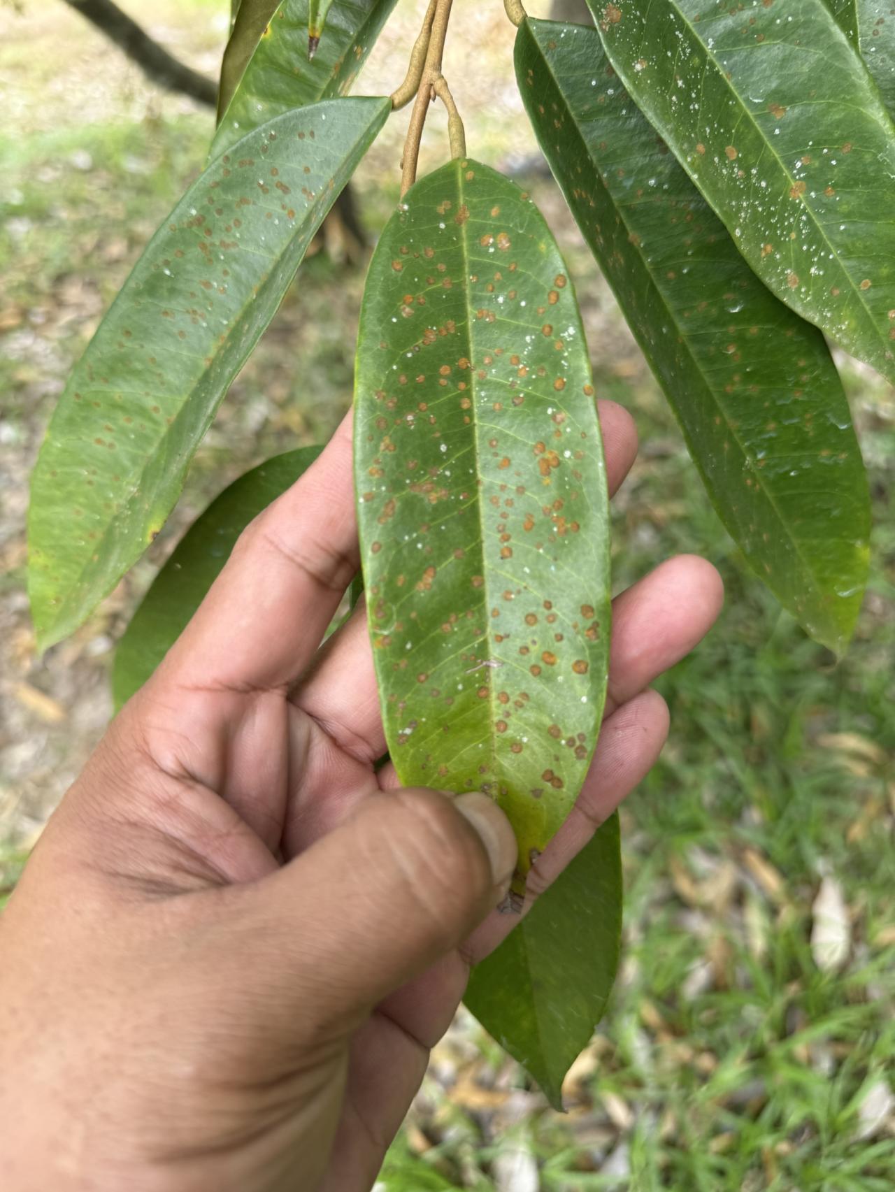 ภาพประกอบที่ 5