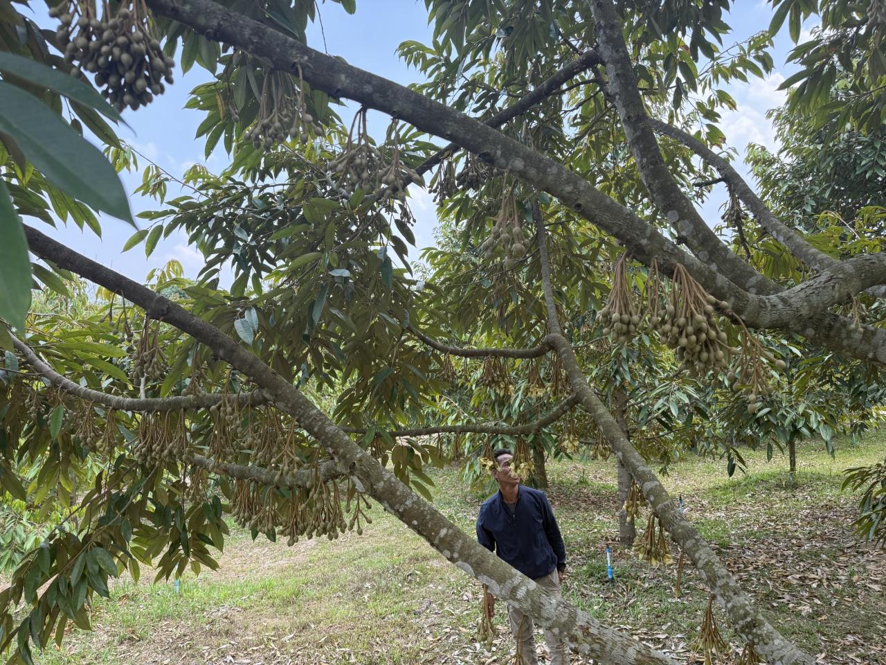 ภาพประกอบที่ 6