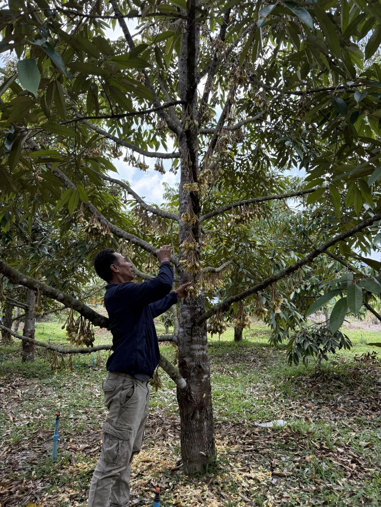 ภาพประกอบที่ 7