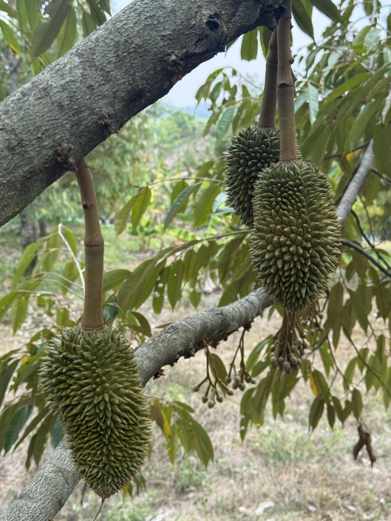 ภาพประกอบที่ 8