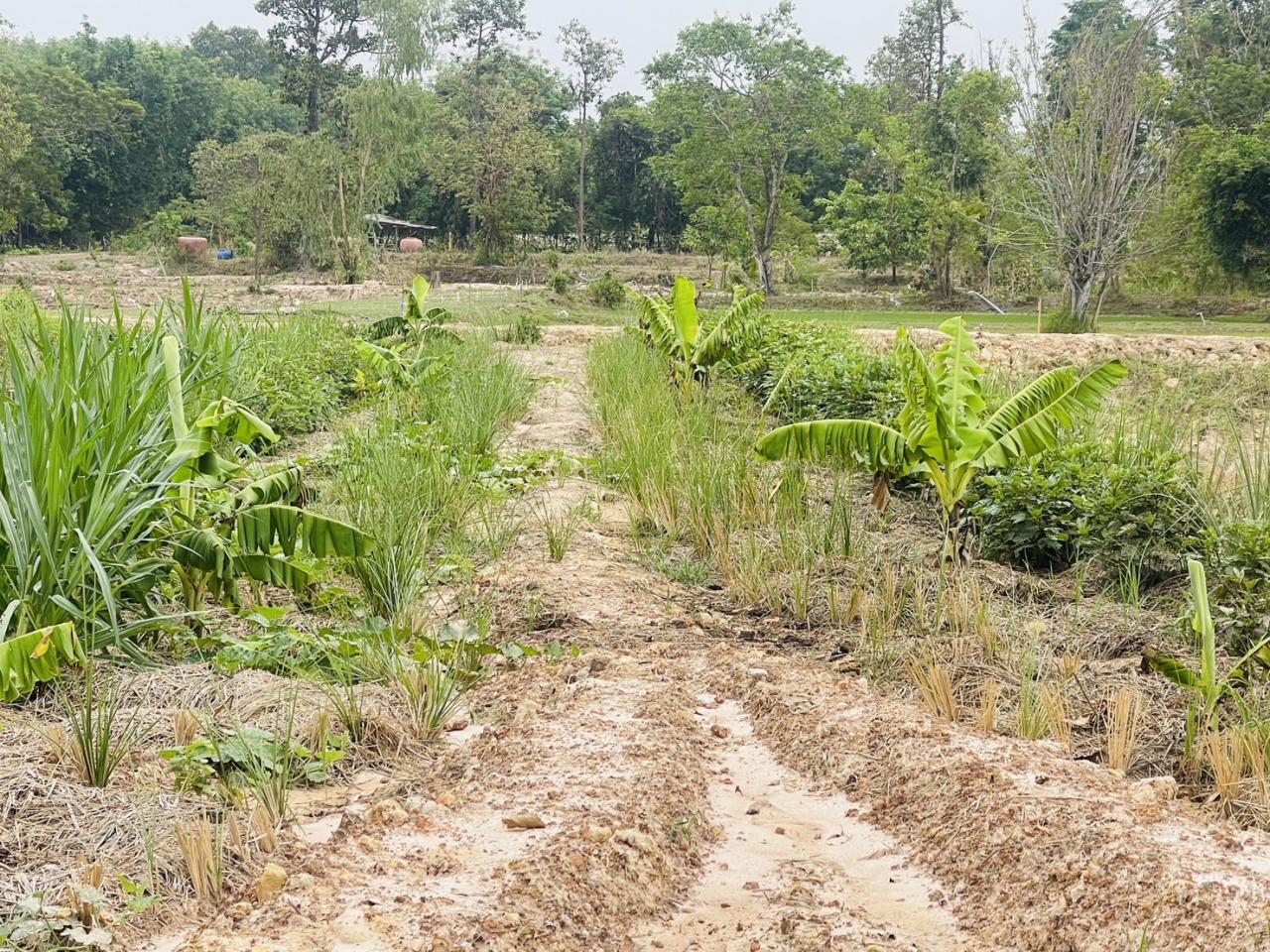 ภาพประกอบที่ 8