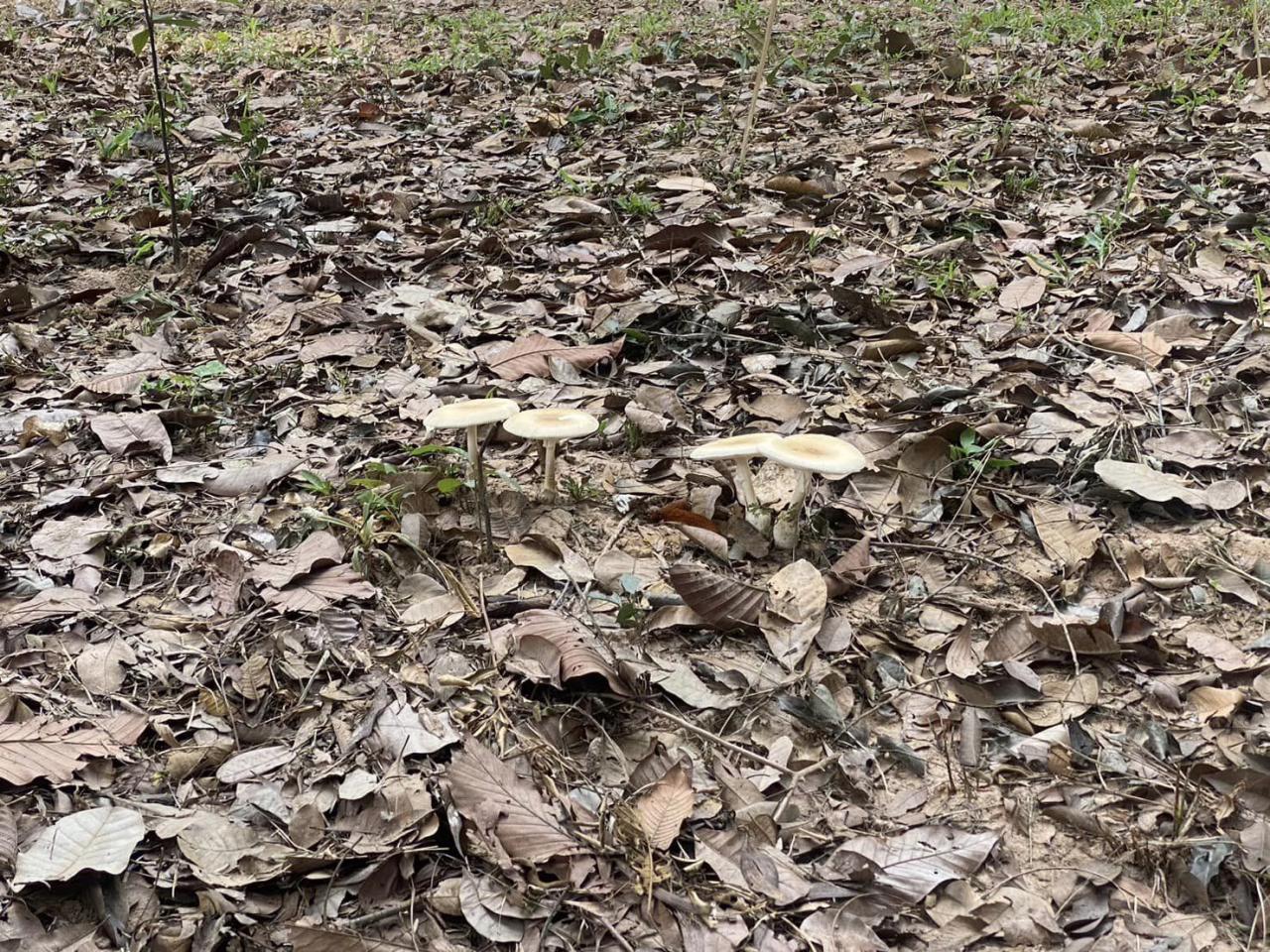 ภาพประกอบที่ 9