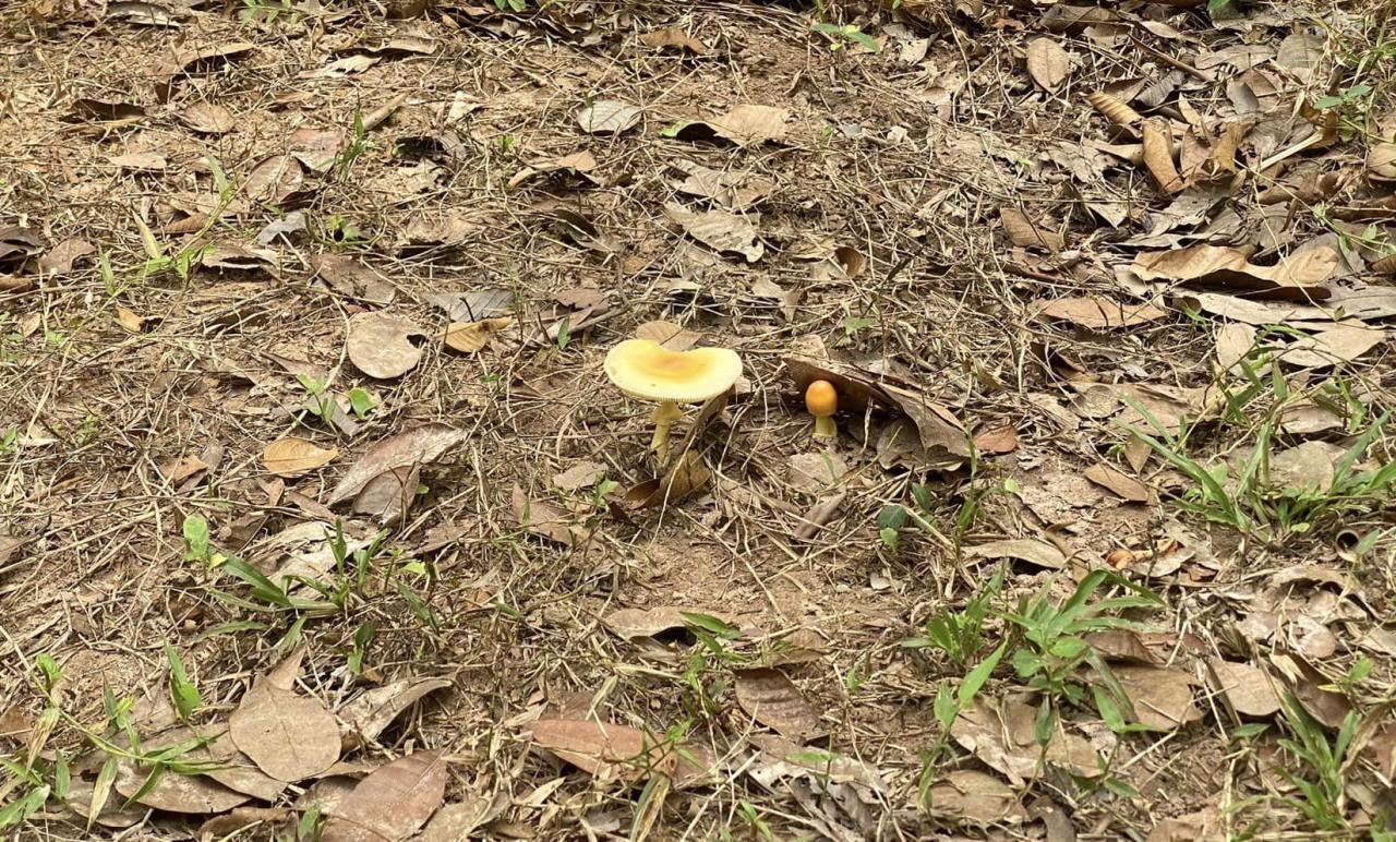 ภาพประกอบที่ 15