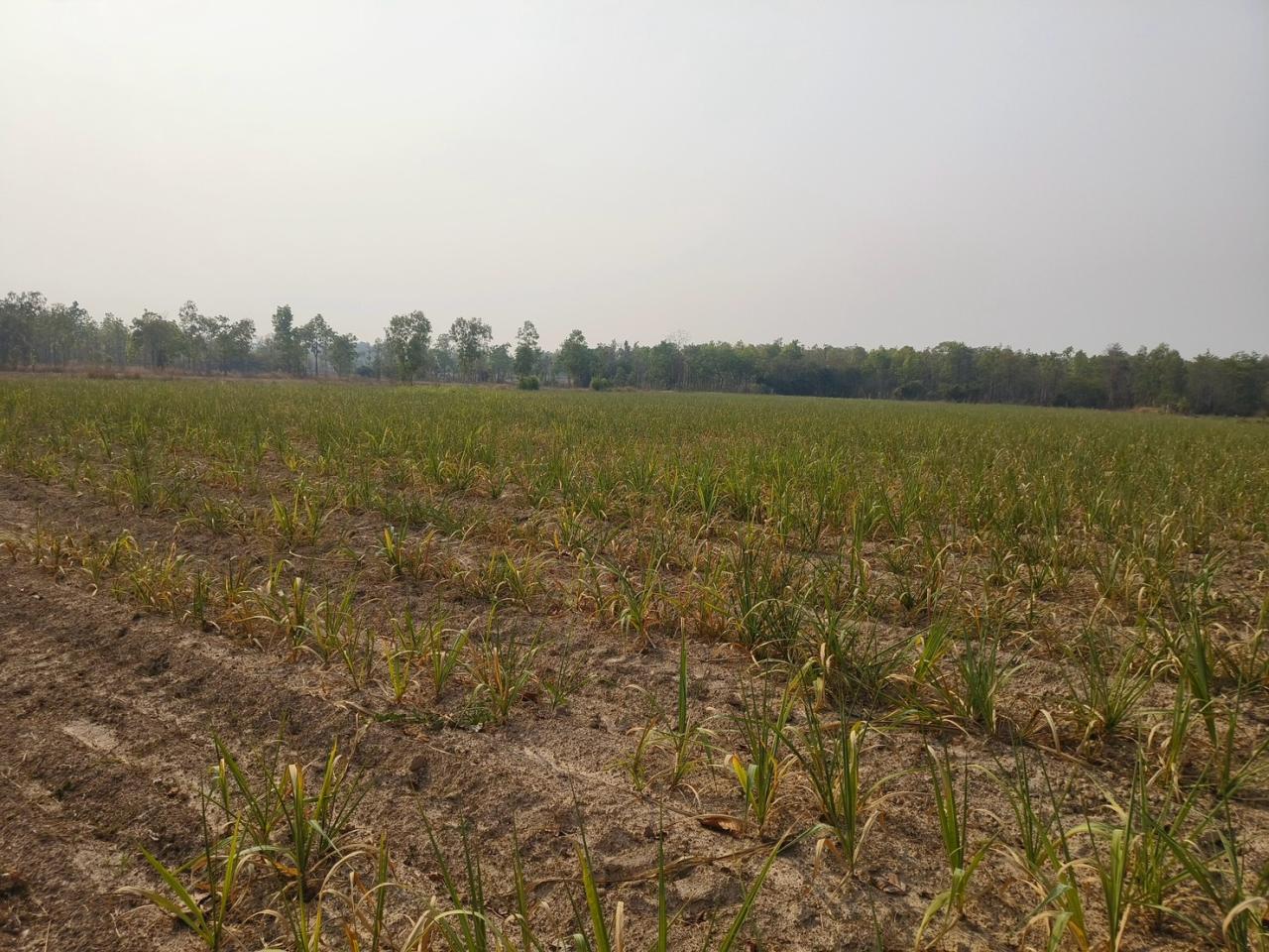 ภาพประกอบที่ 20