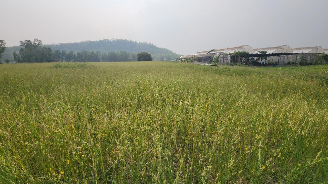 ภาพประกอบที่ 12