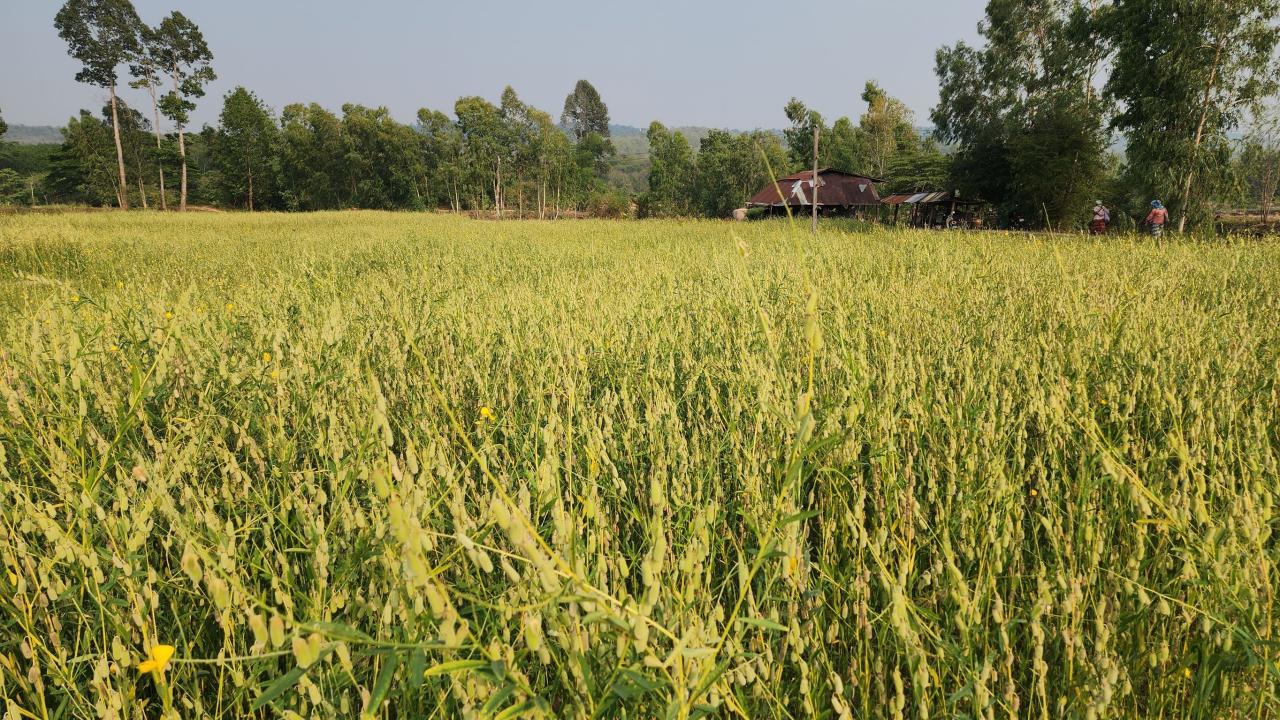 ภาพประกอบที่ 7