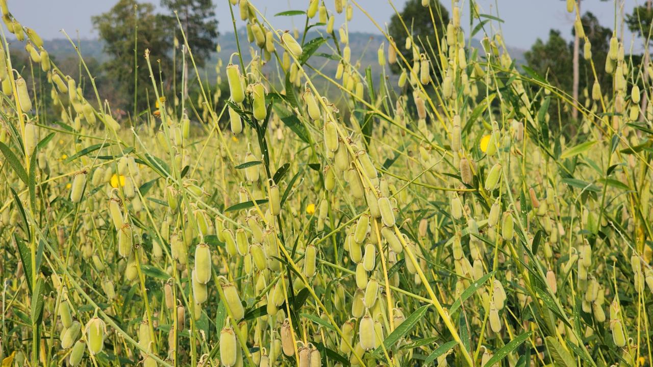 ภาพประกอบที่ 5