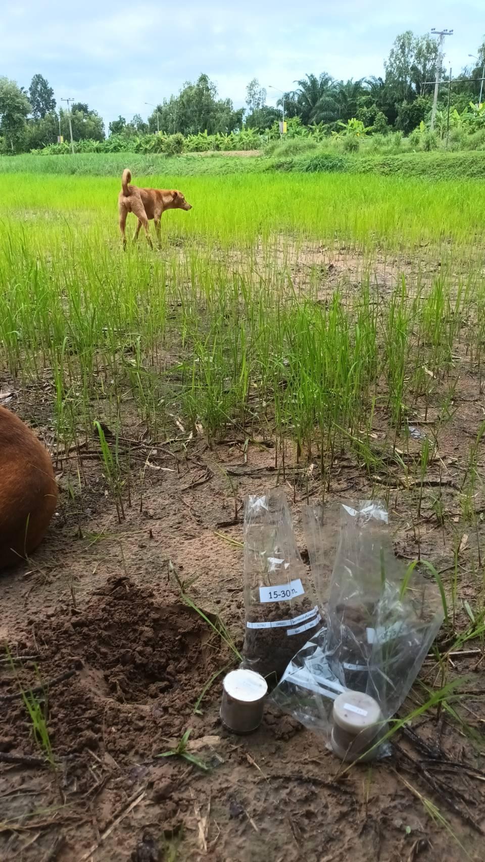 ภาพประกอบที่ 6