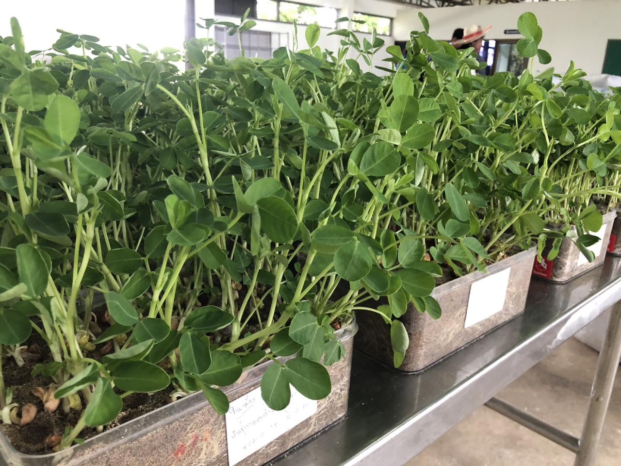 ภาพประกอบที่ 13