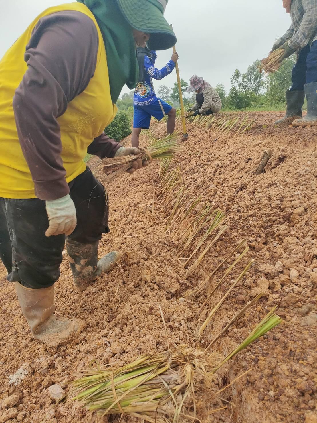 ภาพประกอบที่ 10