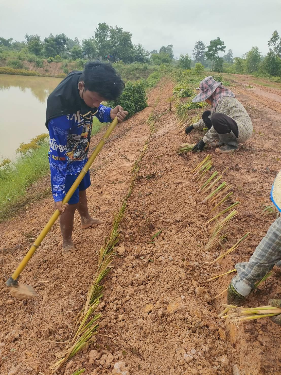 ภาพประกอบที่ 1