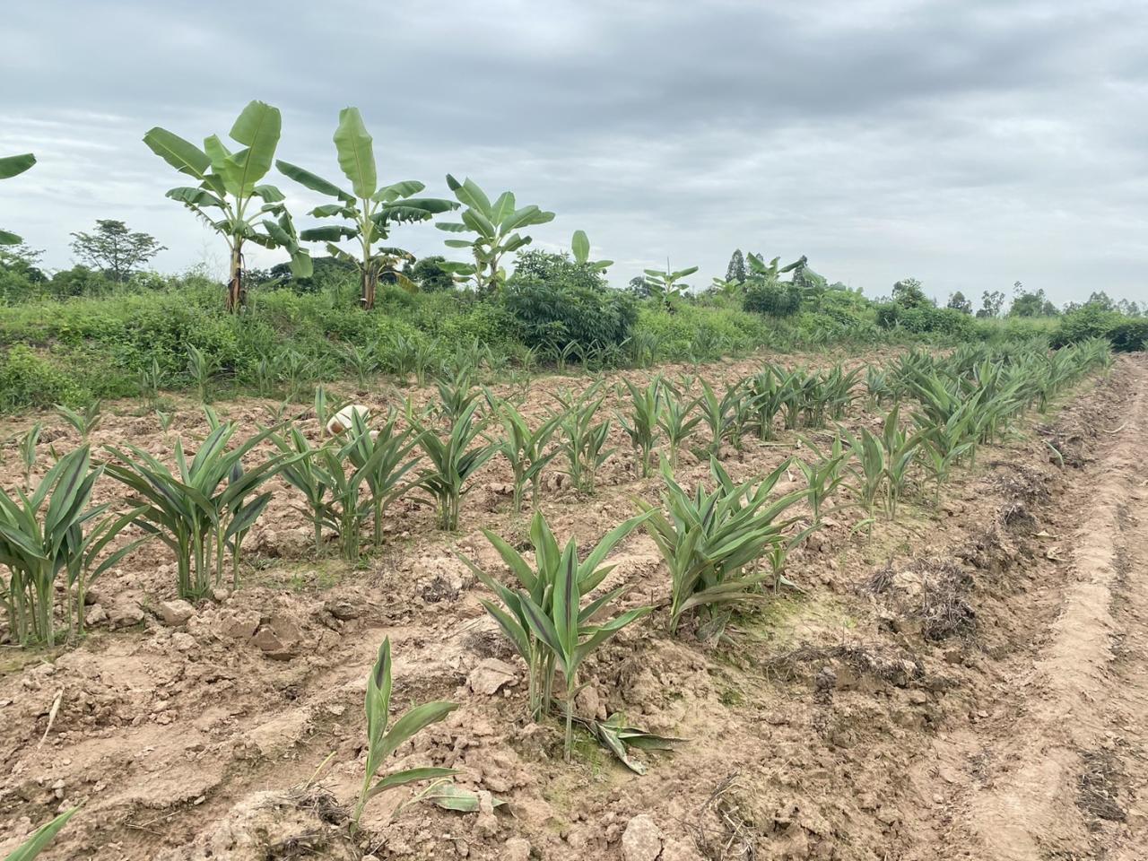 ภาพประกอบที่ 10