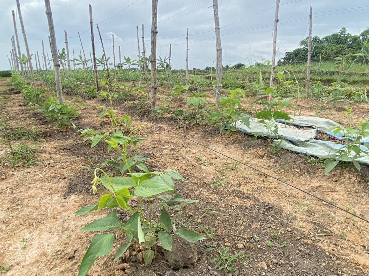 ภาพประกอบที่ 11