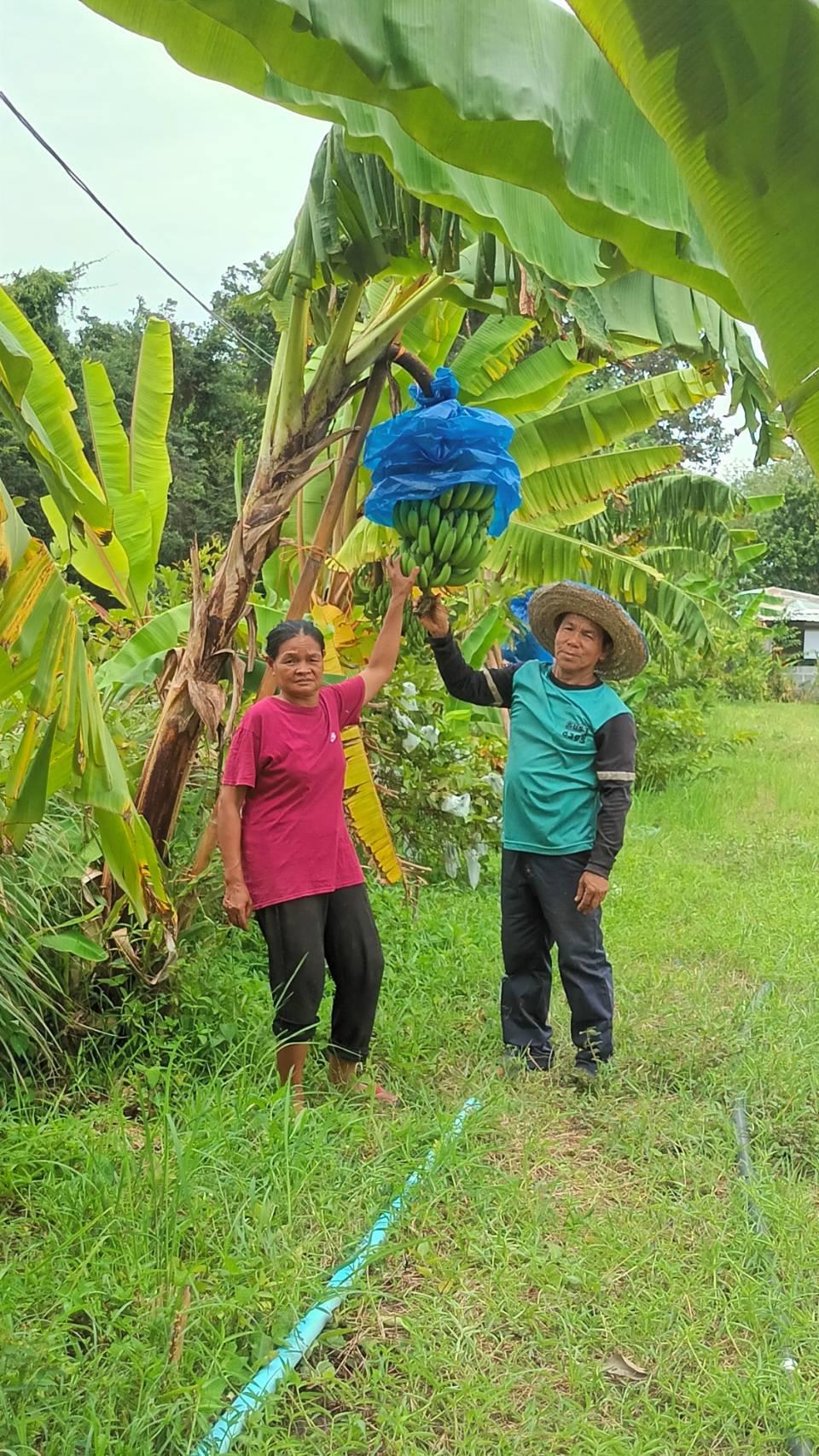 ภาพประกอบที่ 11