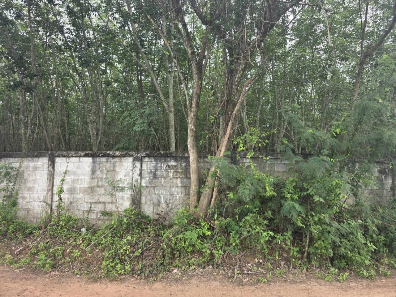 ภาพประกอบที่ 11