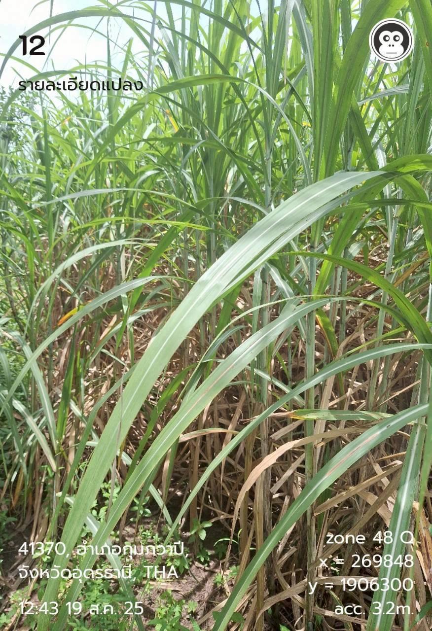 ภาพประกอบที่ 9