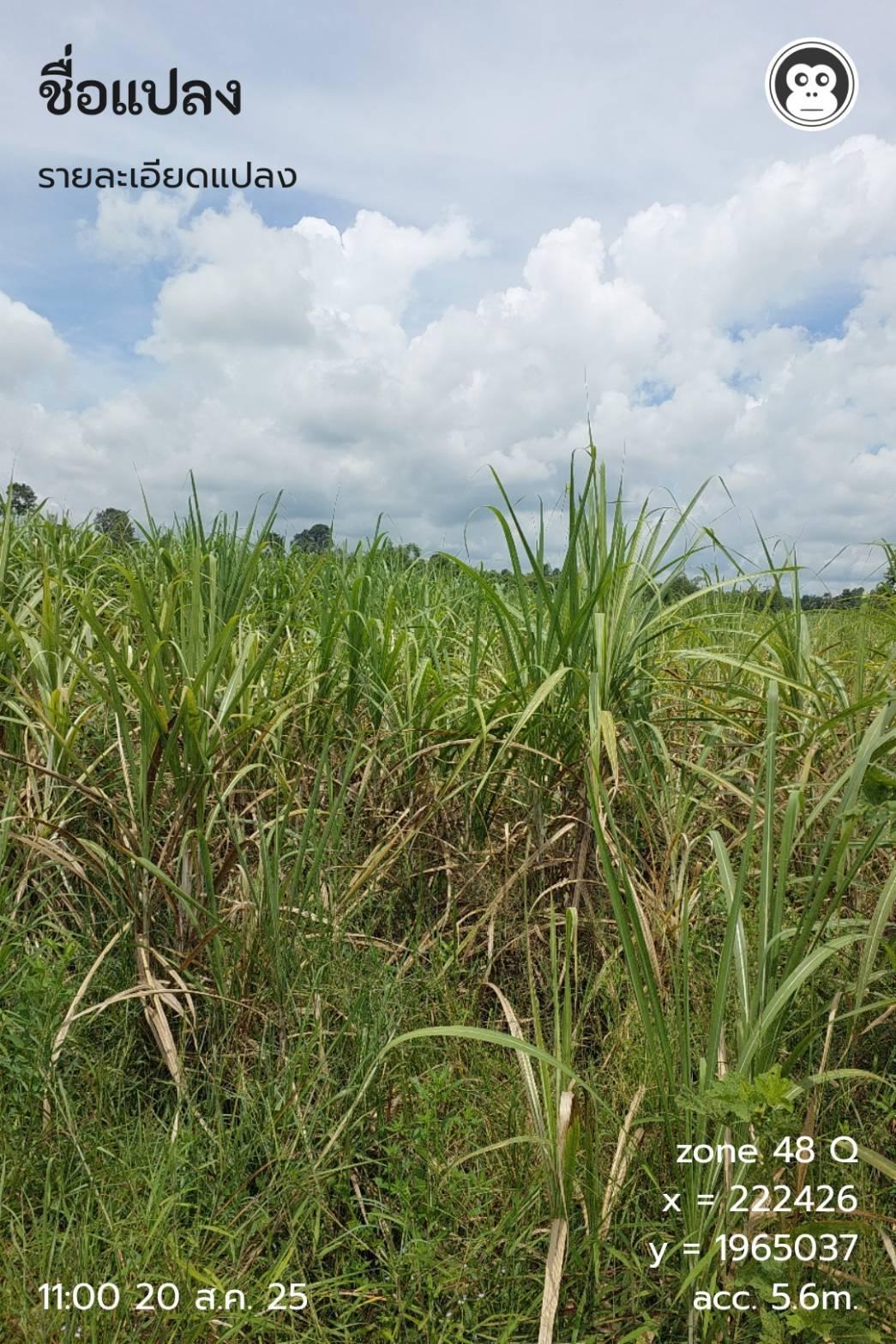 ภาพประกอบที่ 11