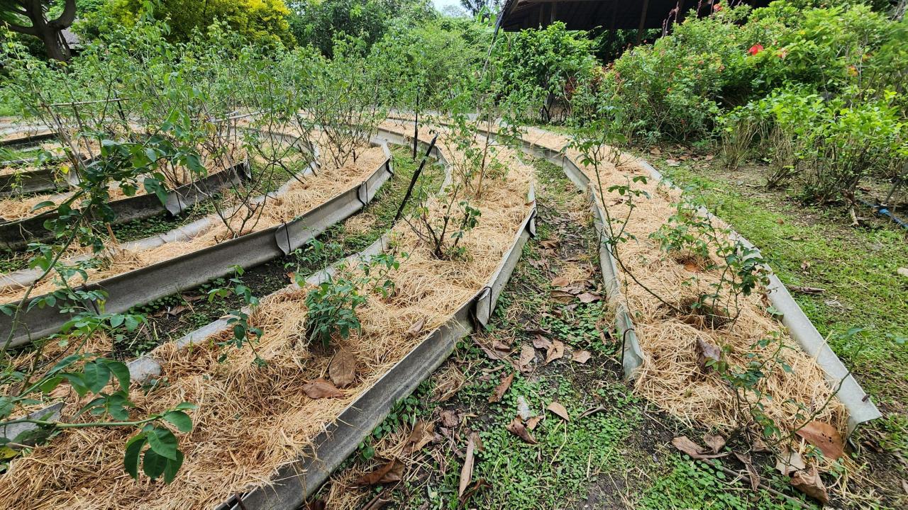 ภาพประกอบที่ 20