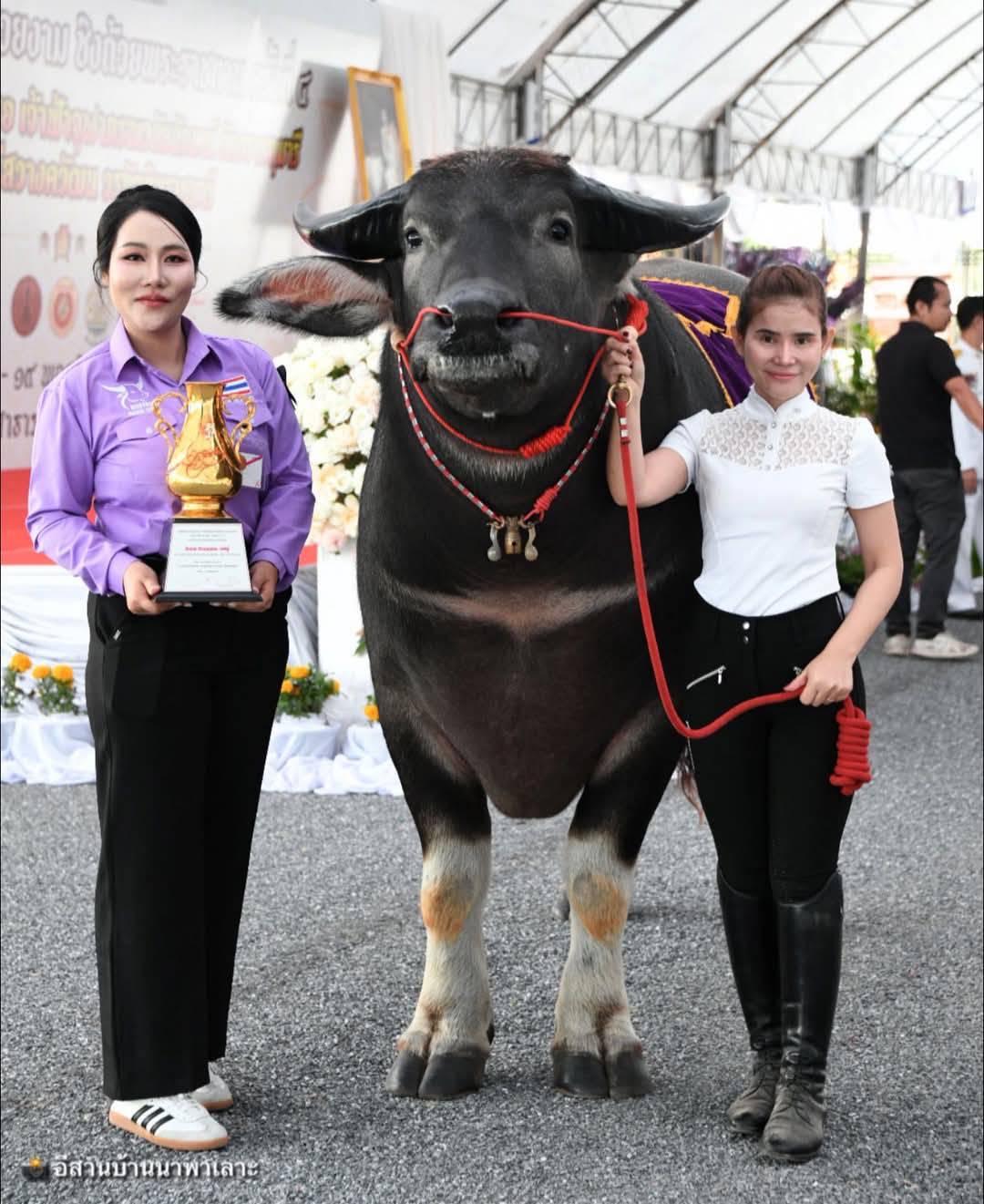 ภาพประกอบที่ 12