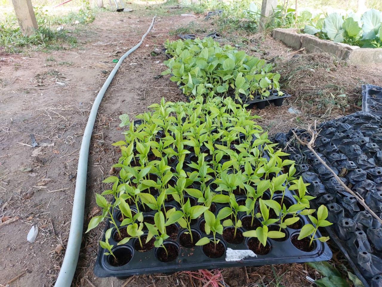 ภาพประกอบที่ 13