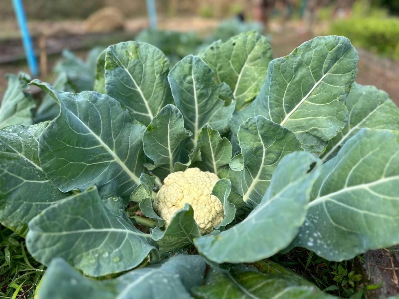 ภาพประกอบที่ 8