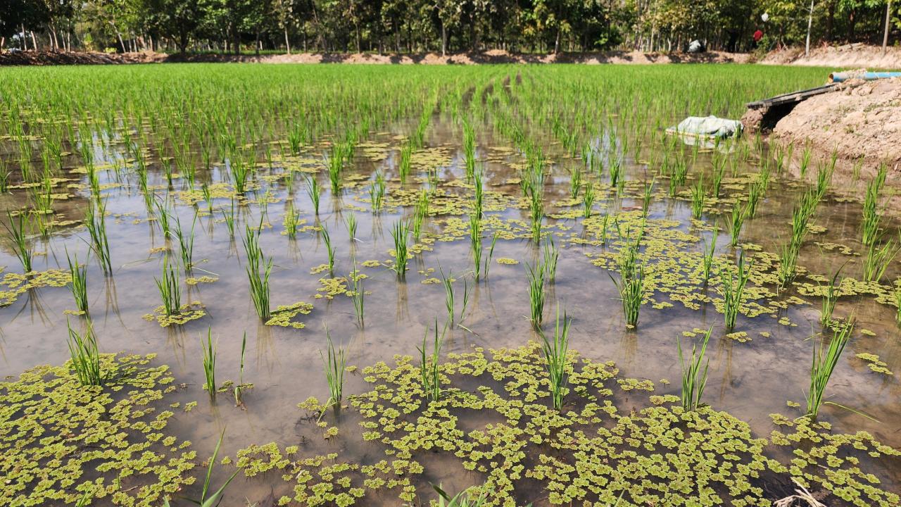 ภาพประกอบที่ 18