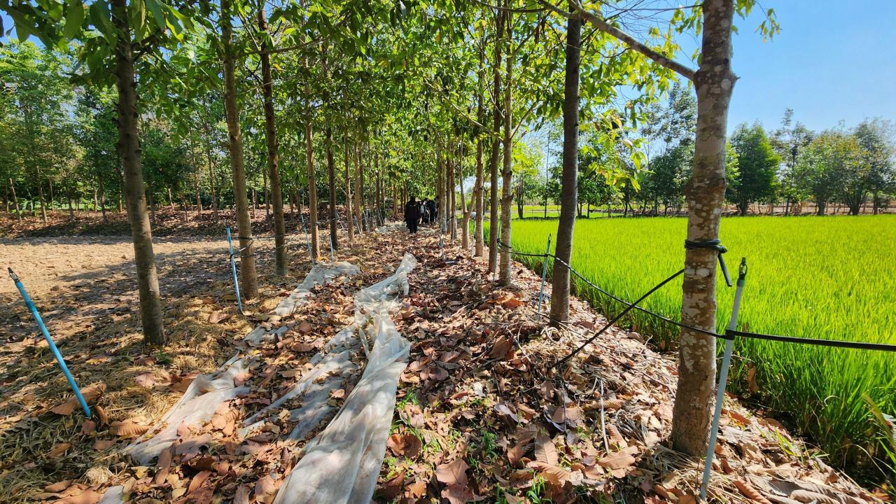 ภาพประกอบที่ 19