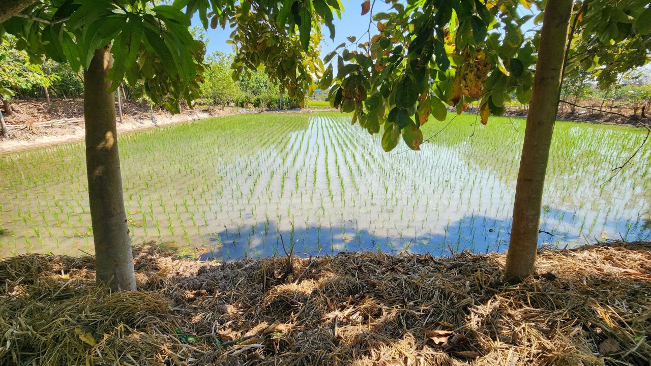 ภาพประกอบที่ 20