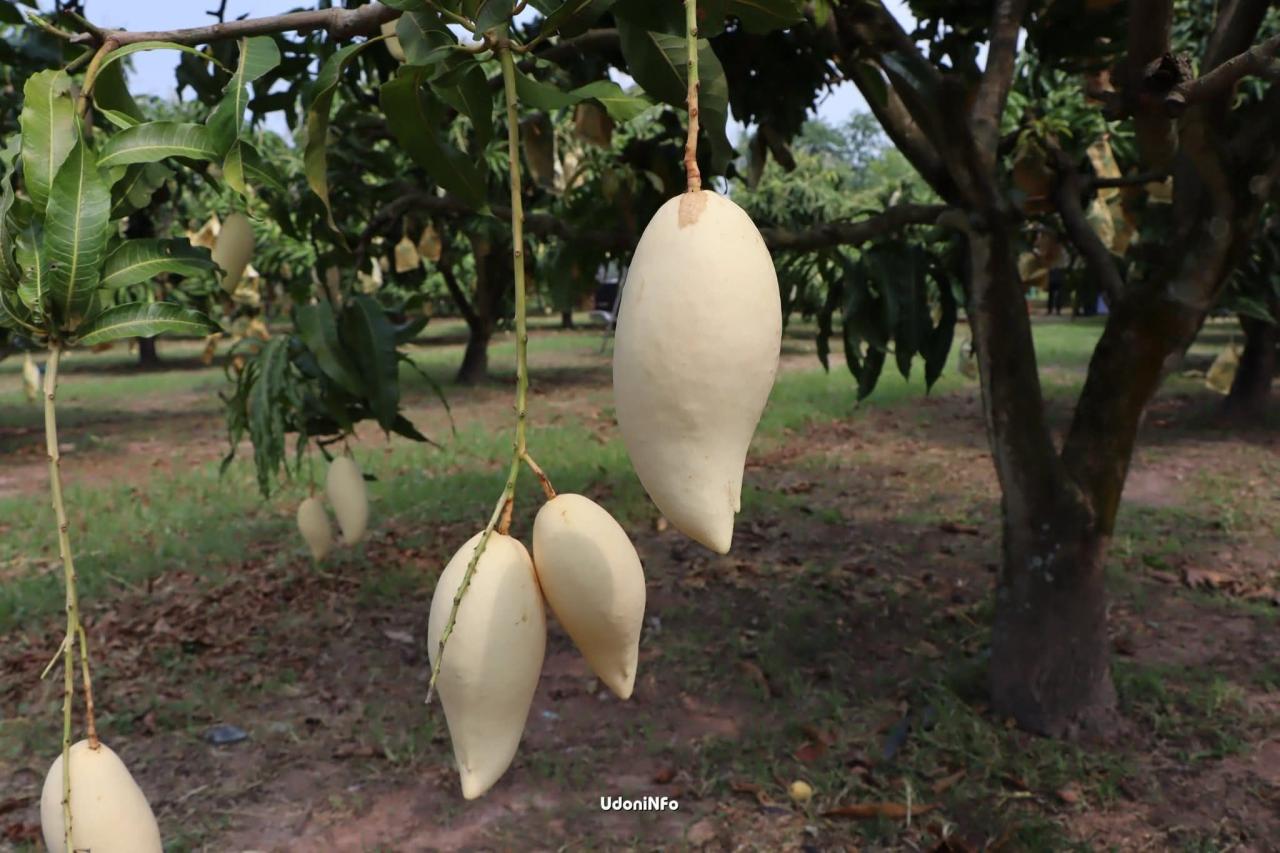 ภาพประกอบที่ 11