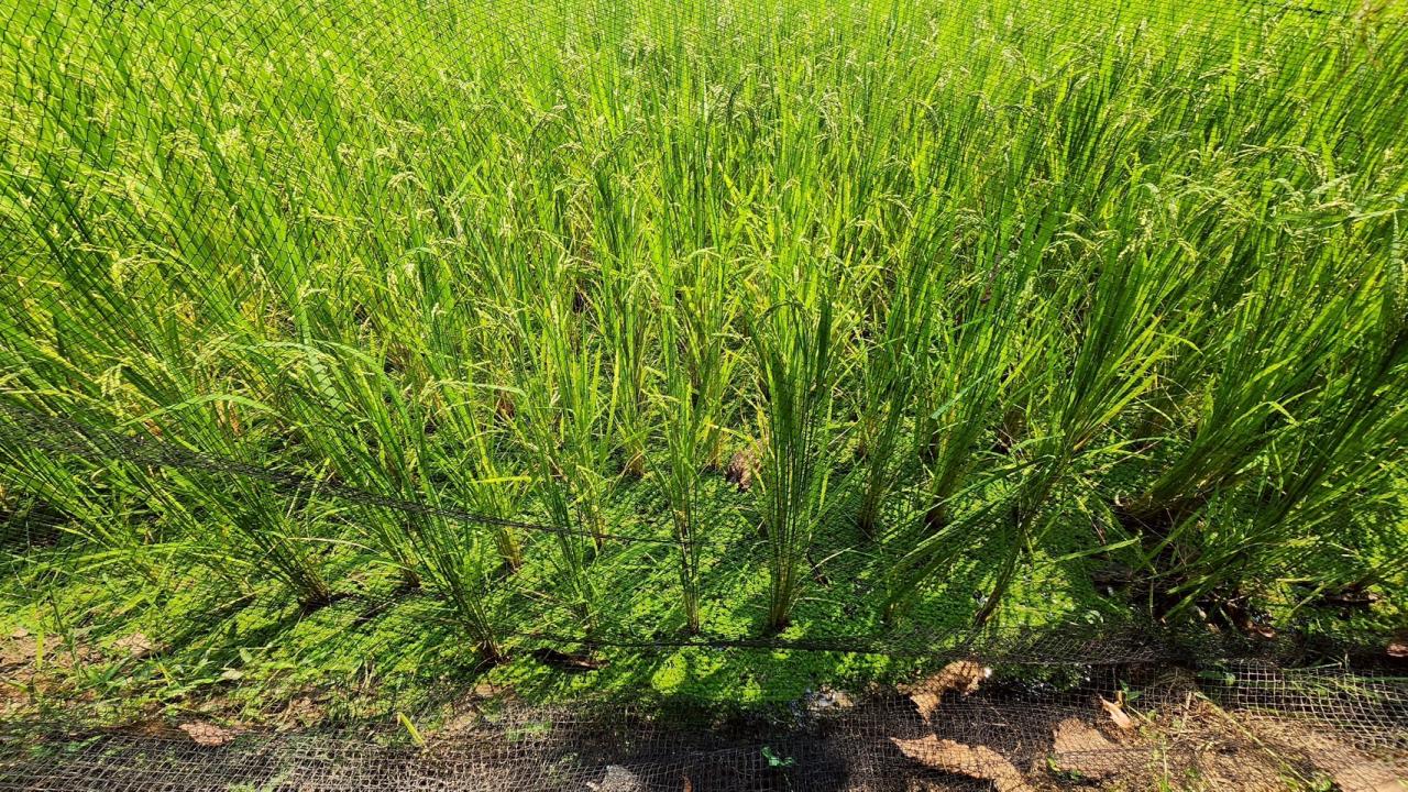 ภาพประกอบที่ 28