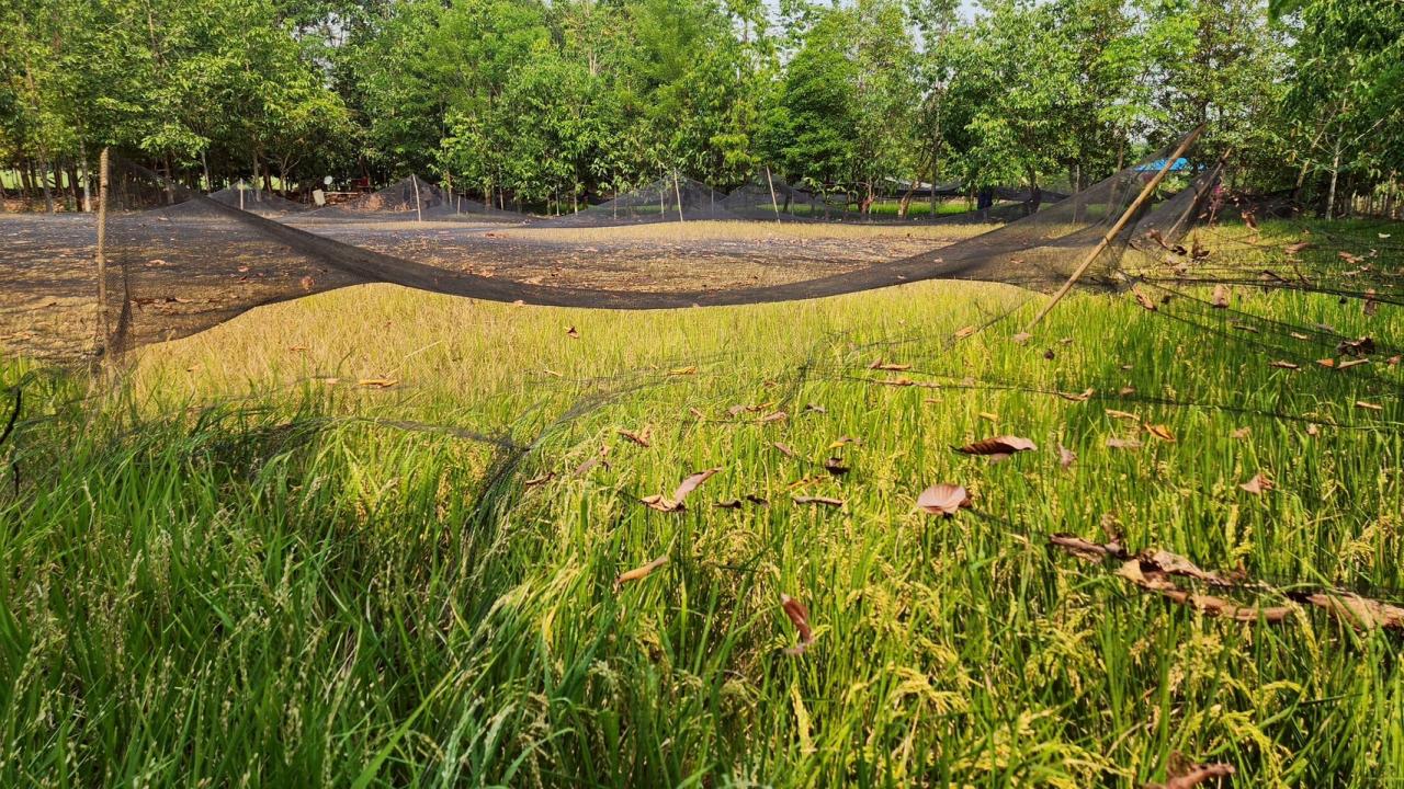 ภาพประกอบที่ 30