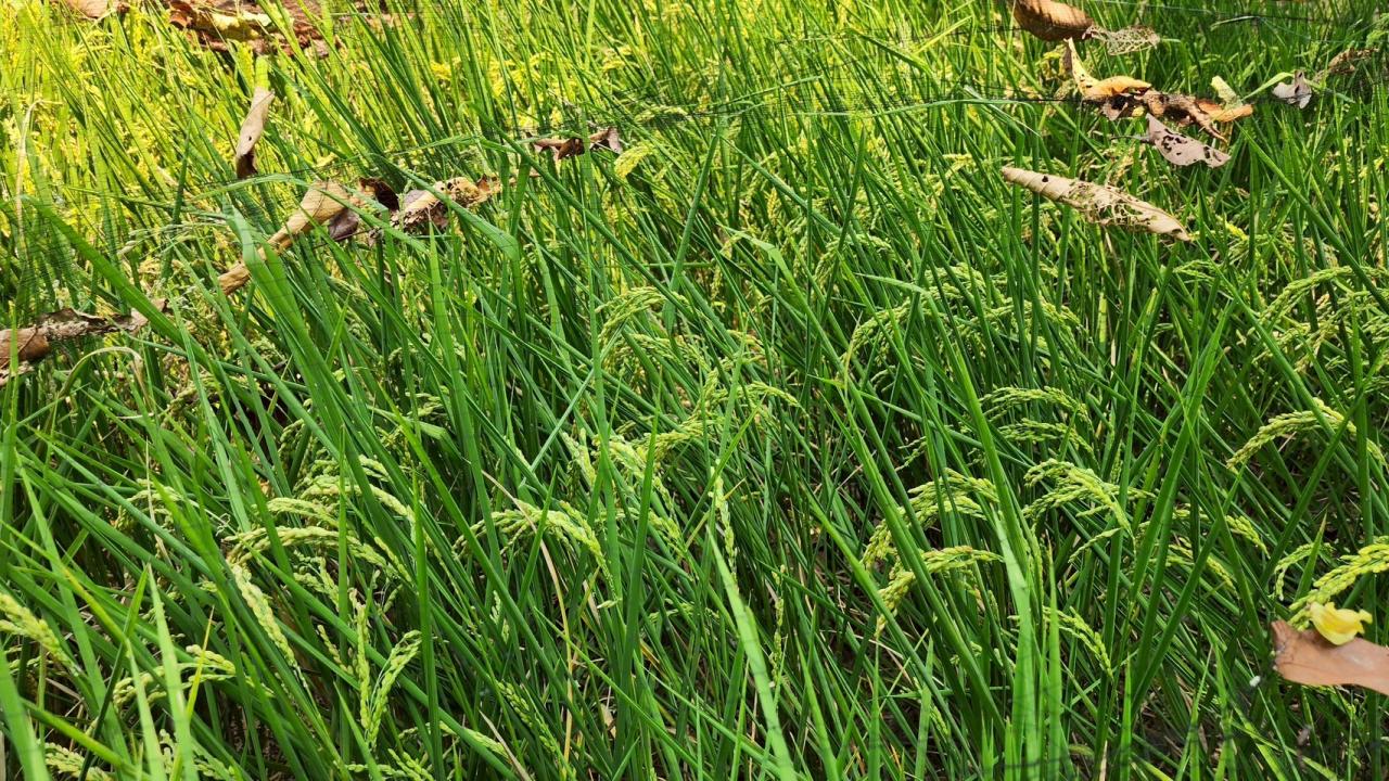 ภาพประกอบที่ 32