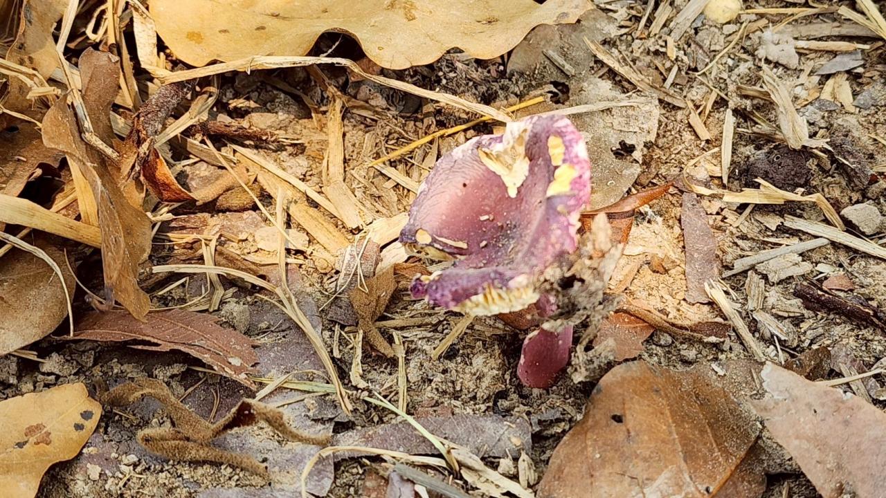 ภาพประกอบที่ 63