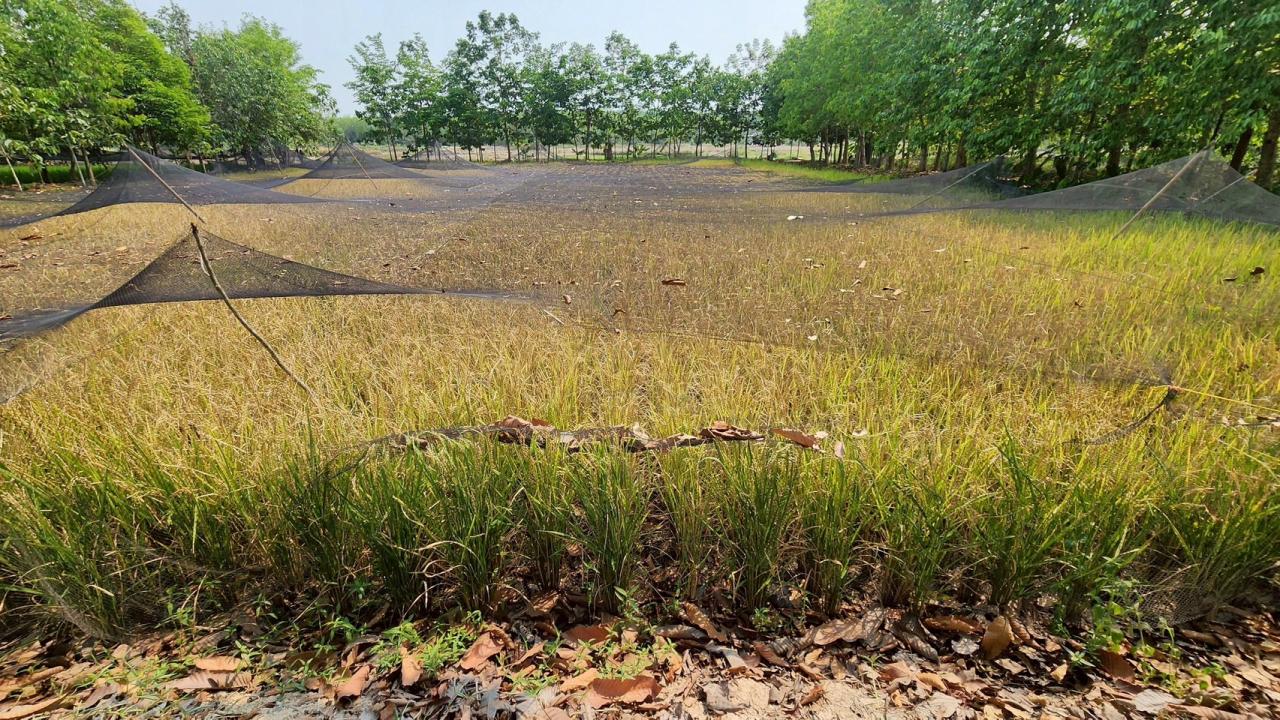 ภาพประกอบที่ 65