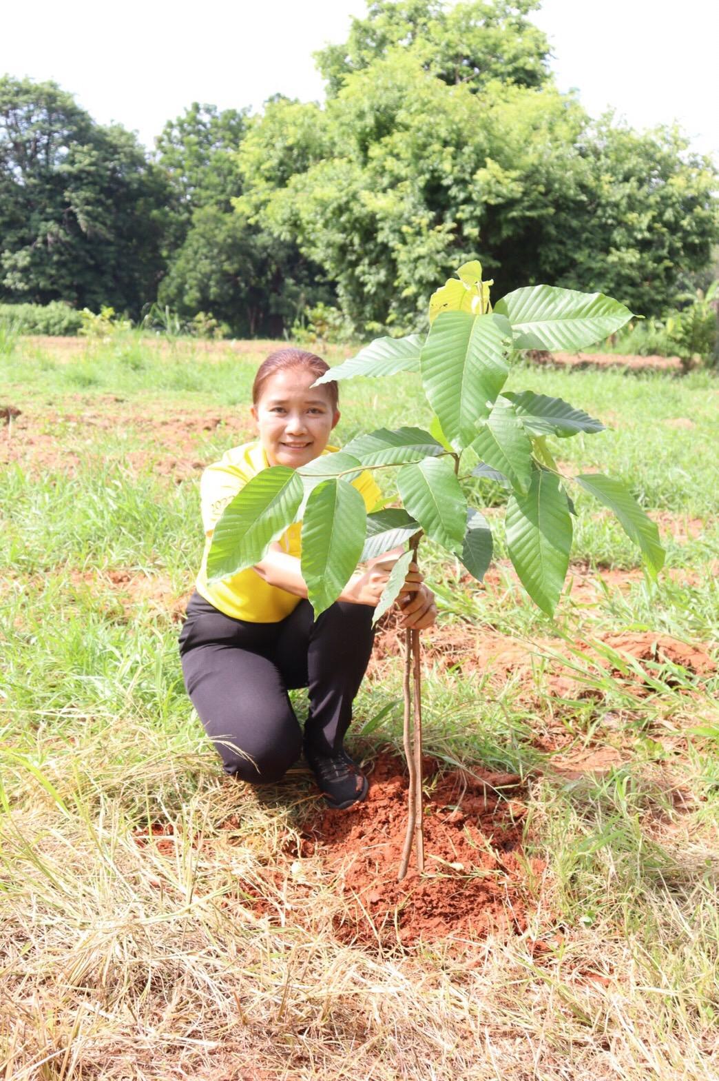 ภาพประกอบที่ 2