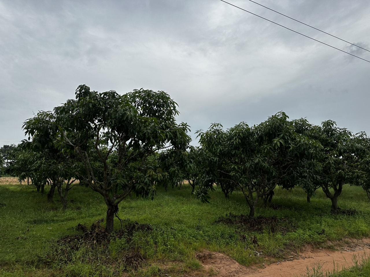 ภาพประกอบที่ 41