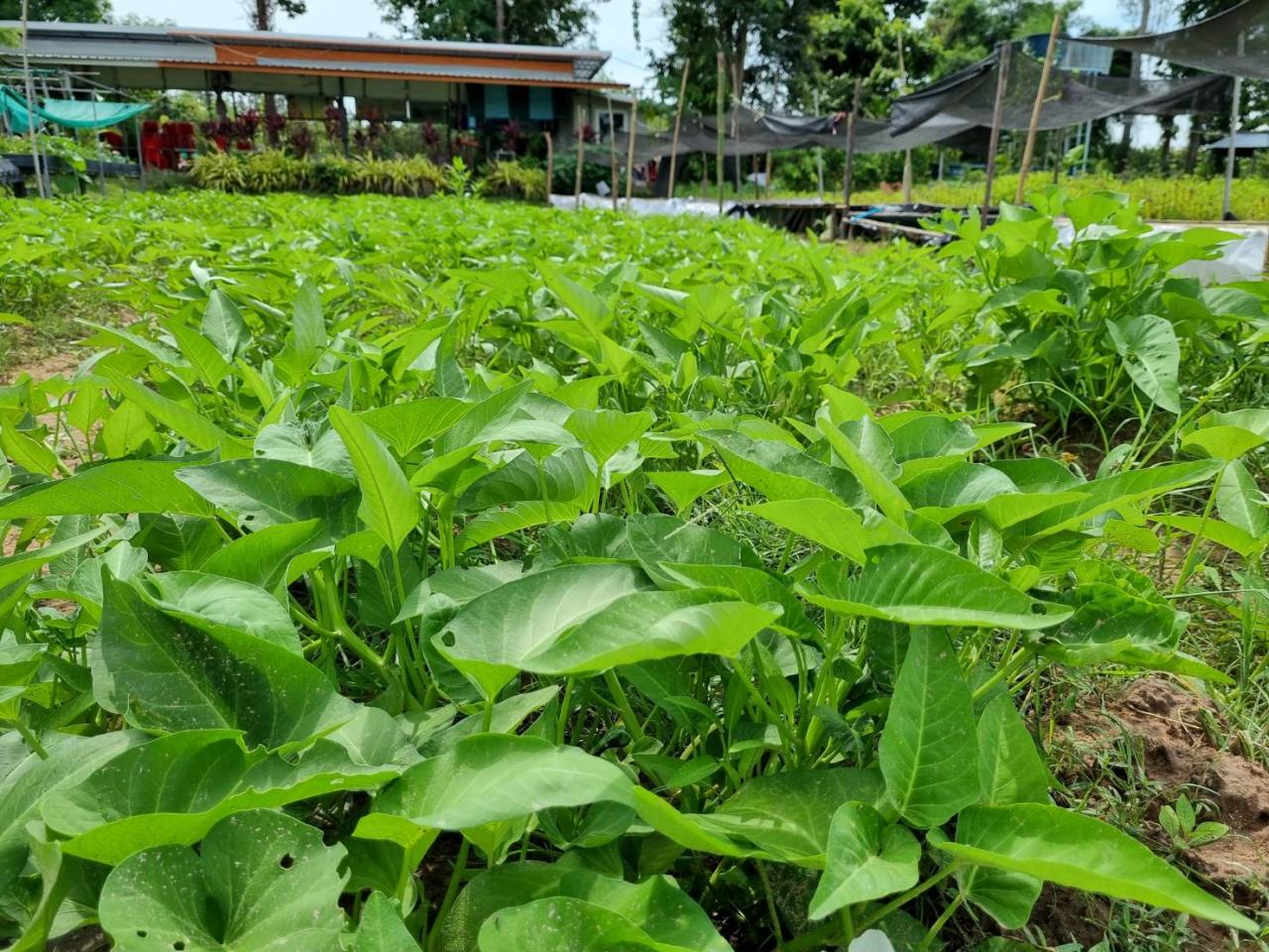 ภาพประกอบที่ 11