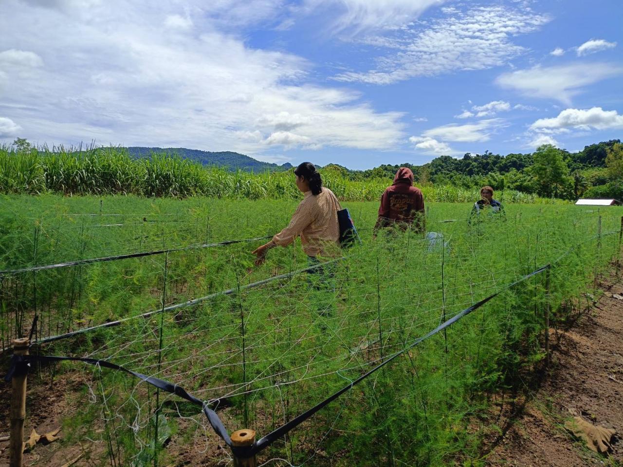 ภาพประกอบที่ 10