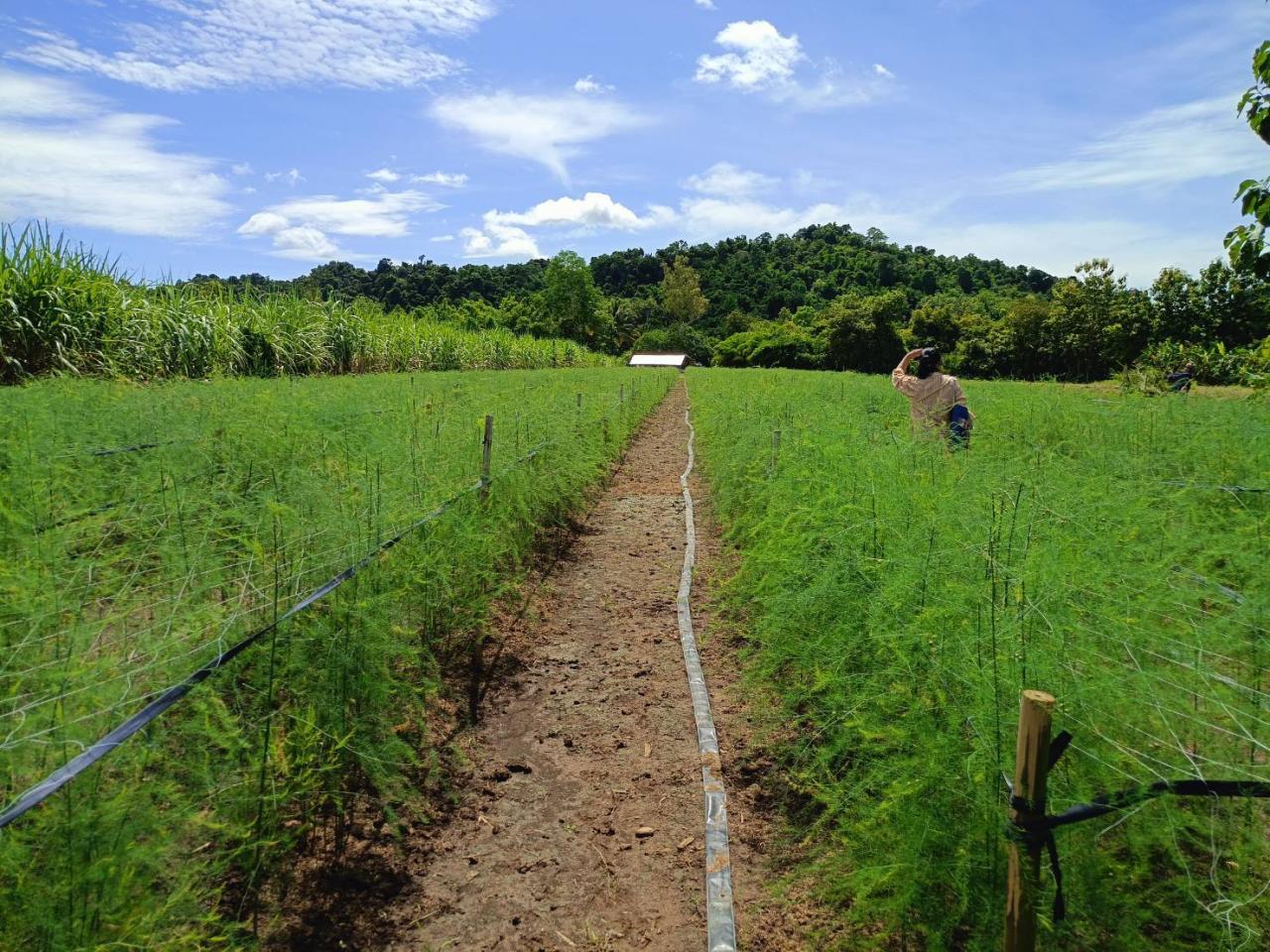 ภาพประกอบที่ 11