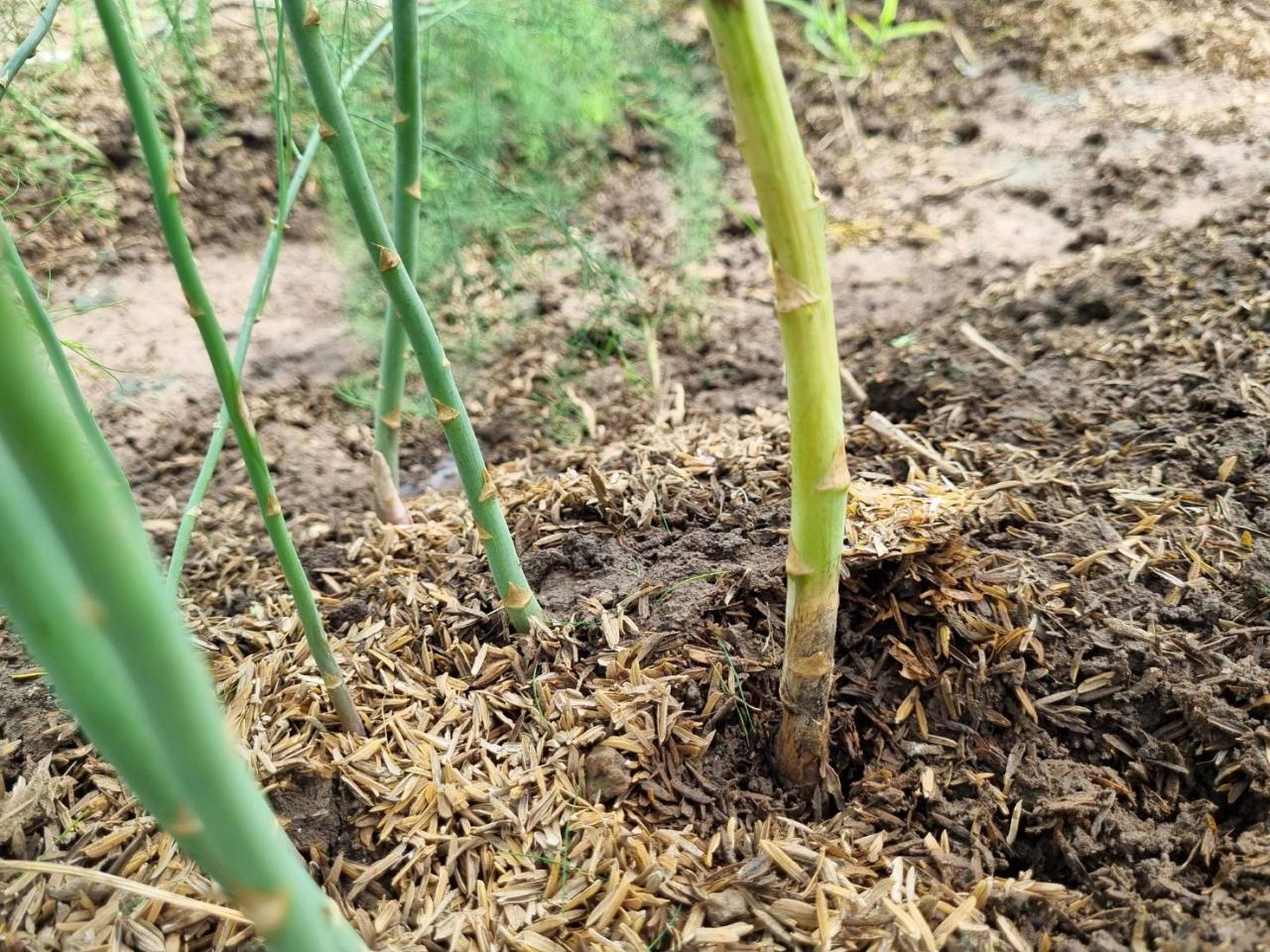 ภาพประกอบที่ 12