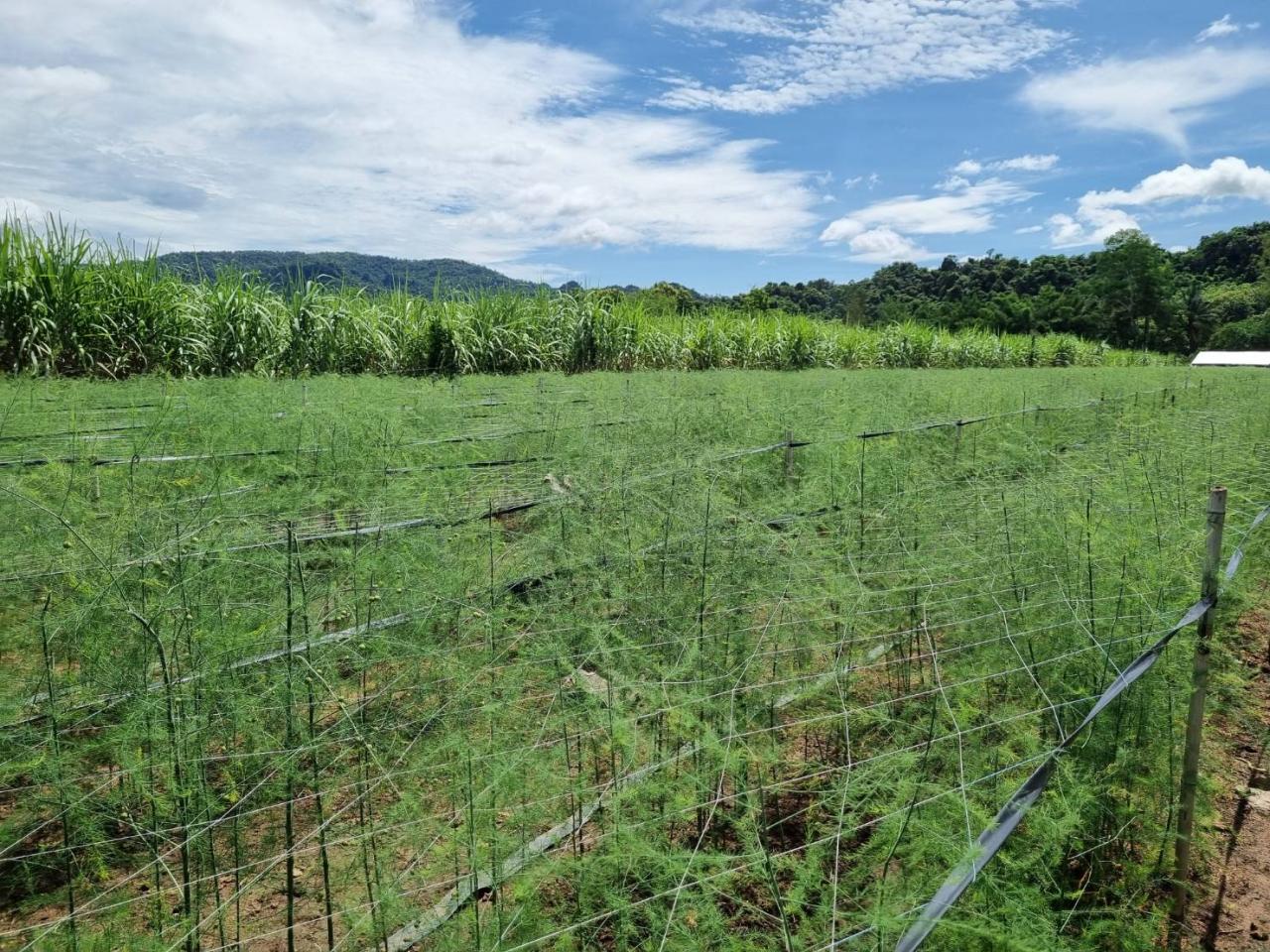 ภาพประกอบที่ 13