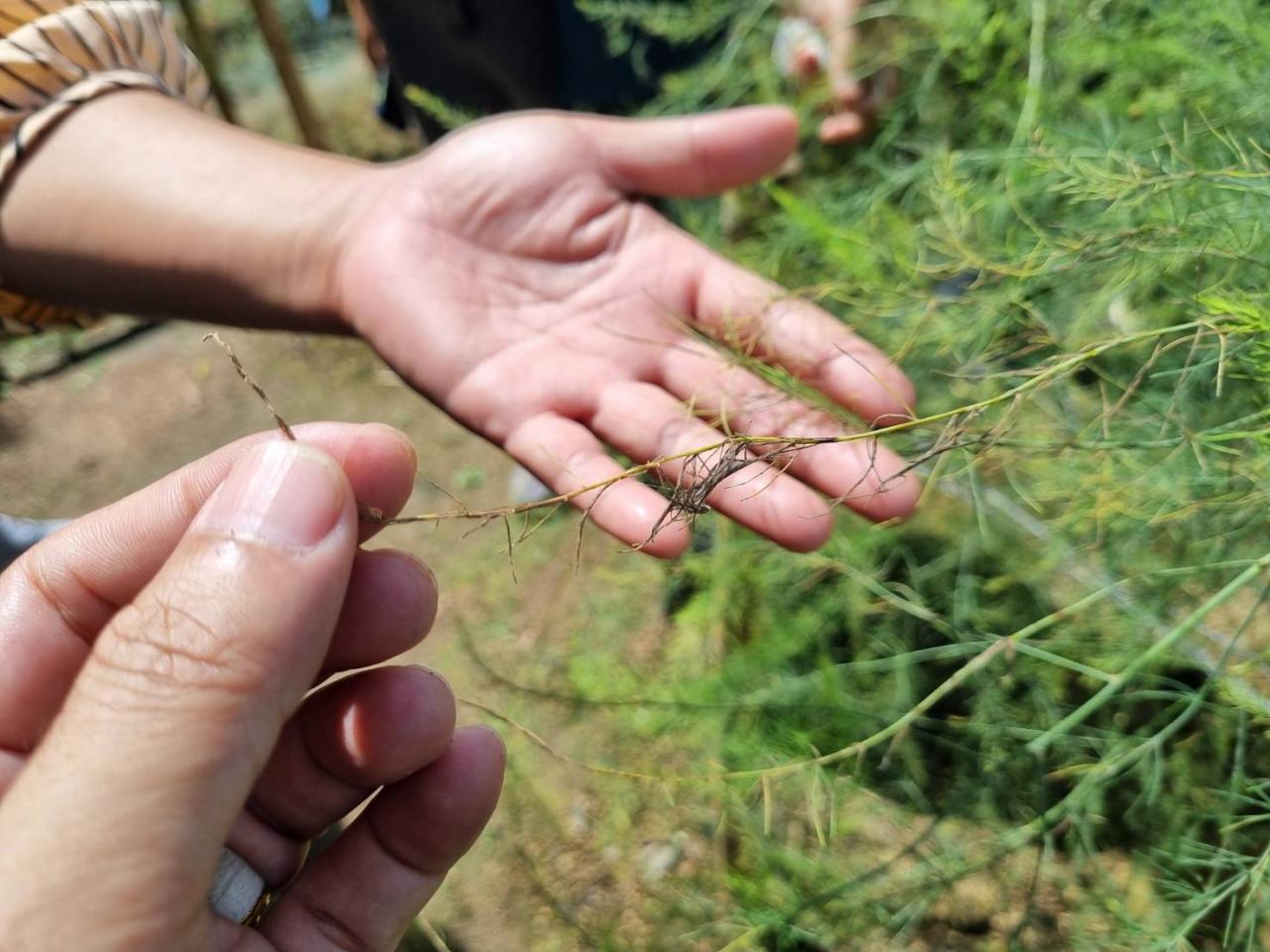 ภาพประกอบที่ 15