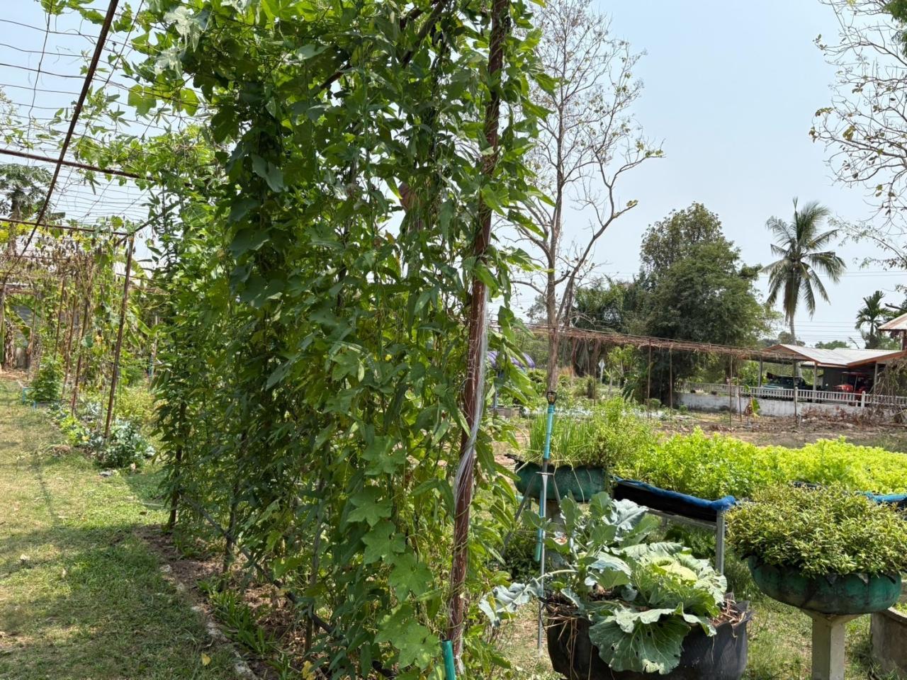 ภาพประกอบที่ 0