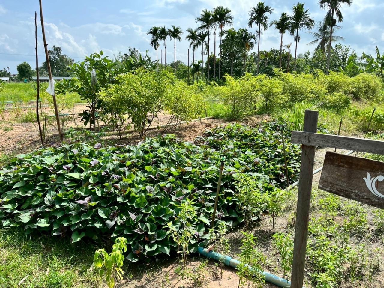 ภาพประกอบที่ 9