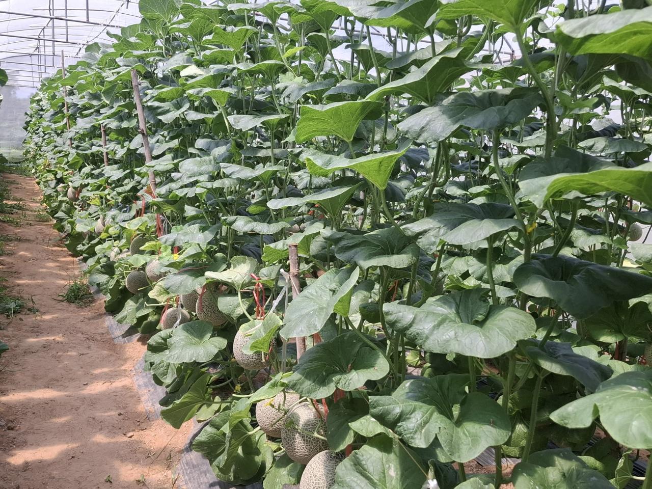 ภาพประกอบที่ 11