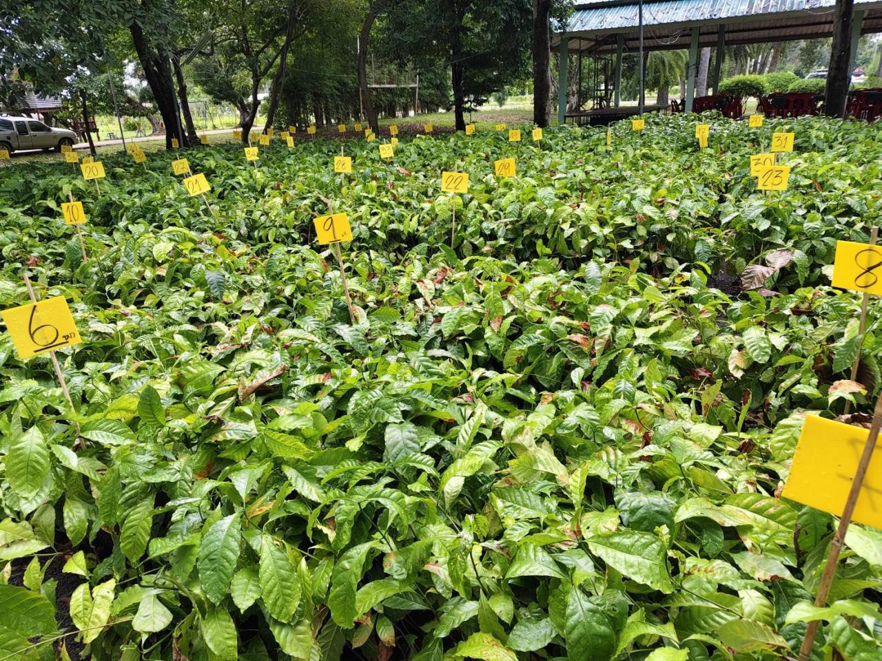 ภาพประกอบที่ 9