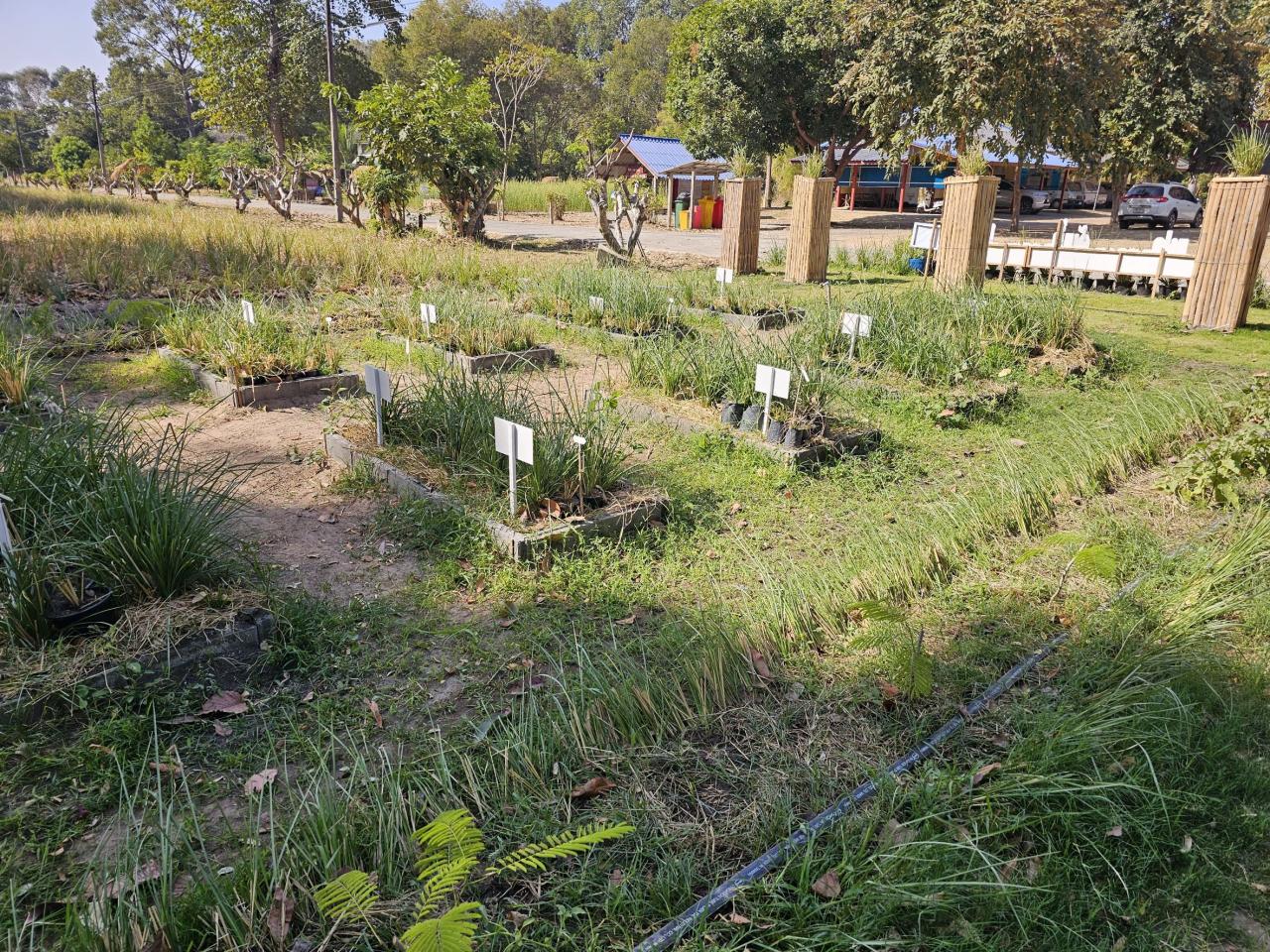 ภาพประกอบที่ 11